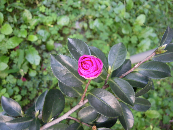 IMGP3227.JPG