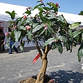 IMGP4085.JPG