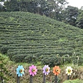 IMGP4590.JPG