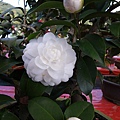 IMGP4063.JPG