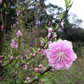 IMGP4667.JPG