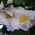 IMGP4029.JPG