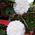 IMGP4075.JPG