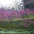 IMGP4964.JPG