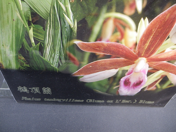 IMGP5186.JPG