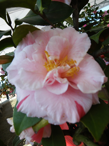IMGP4072.JPG