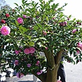 IMGP4110.JPG