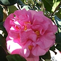IMGP4094.JPG