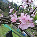IMGP4799.JPG