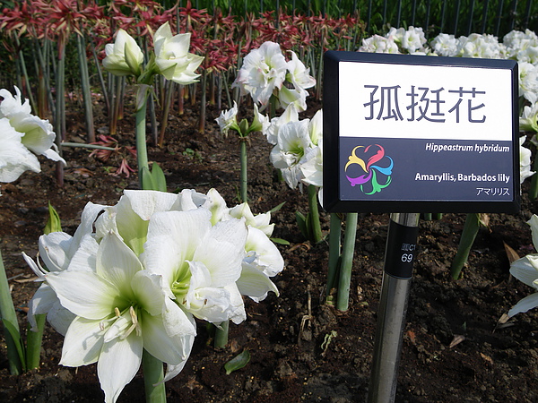 IMGP5274.JPG