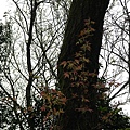 IMGP4810.JPG