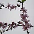 IMGP4796.JPG