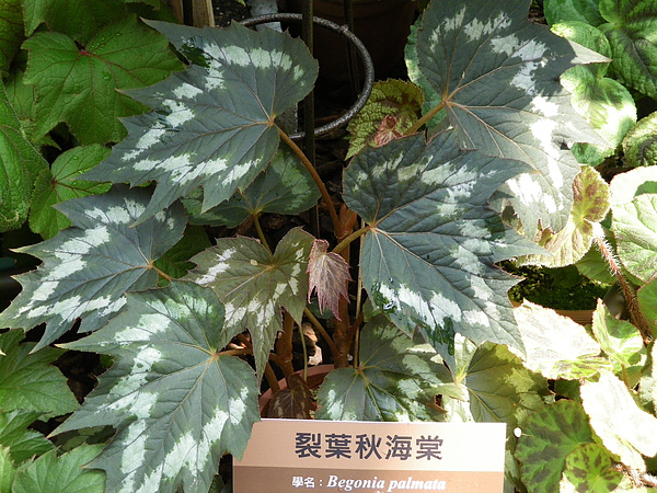 IMGP5202.JPG