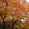 IMGP2296.JPG