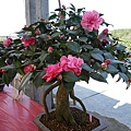 IMGP4155.JPG