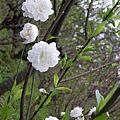 IMGP4612.JPG