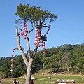 IMGP4008.JPG