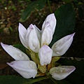 IMGP6519.JPG