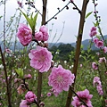 IMGP4732.JPG