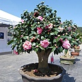 IMGP4088.JPG