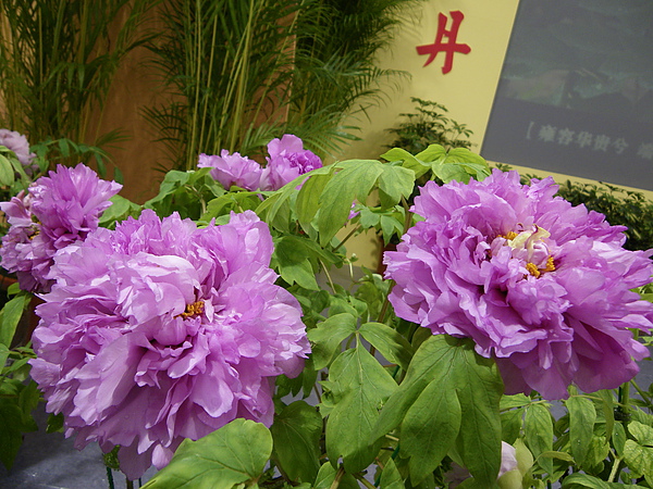 IMGP5406.JPG