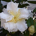 IMGP4016.JPG