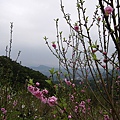 IMGP4743.JPG