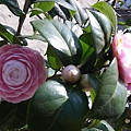 IMGP4019.JPG