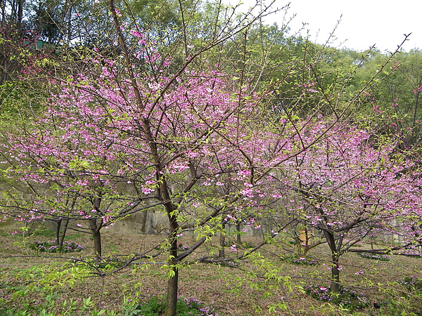 IMGP4379.JPG