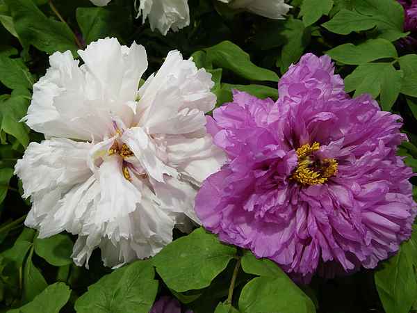 IMGP5416.JPG
