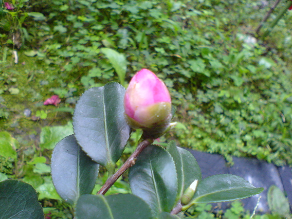 DSC01260.JPG