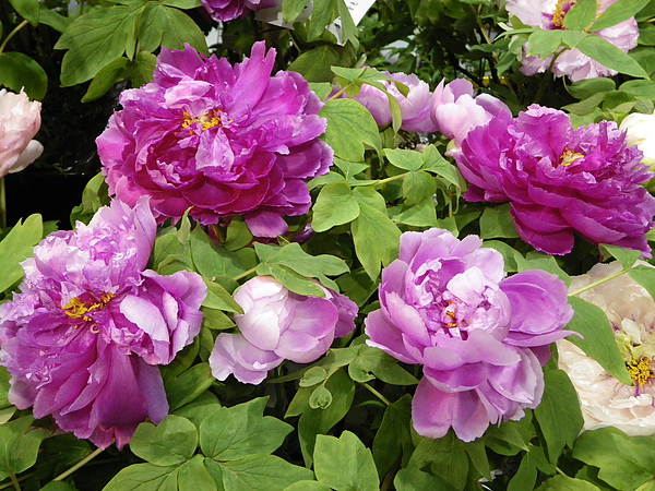 IMGP5382.JPG