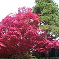 IMGP2288.JPG