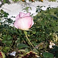 IMGP3794.JPG