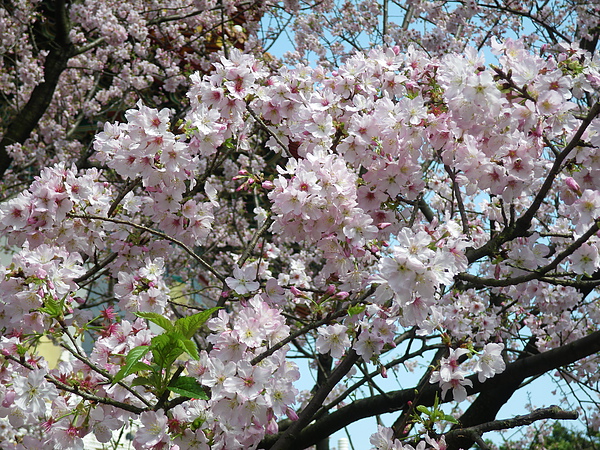 IMGP5082.JPG