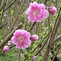 IMGP4679.JPG