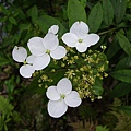 IMGP4844.JPG