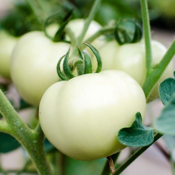 White-Bianca-Tomato-pepper-joes_grande.jpg