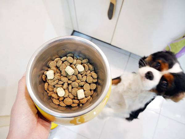 原點 Instinct 毛孩市集 寵糧 飼料 零食 玩具