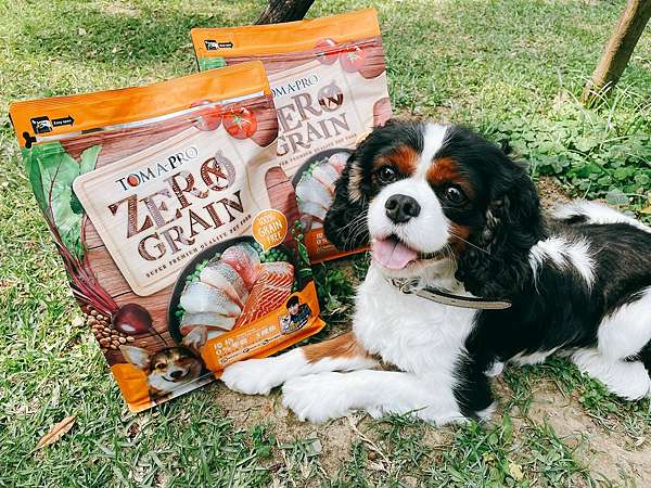 2019高雄寵物用品展贈票中 12 6 12 9盛大開展 帶毛小孩來體驗網美拍照區 S型短跑王 免費健檢站 Vidaorange 生活報橘