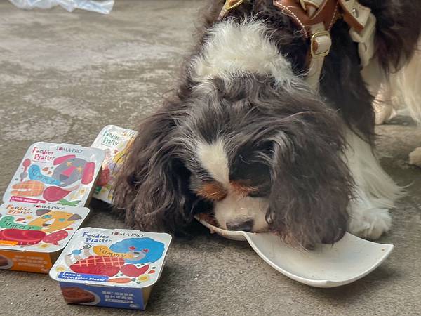 2023狗狗主食餐盒推荐︱优格宠物食谱 TOMA-PRO︱吃