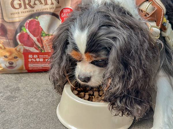 2023狗狗主食餐盒推荐︱优格宠物食谱 TOMA-PRO︱吃