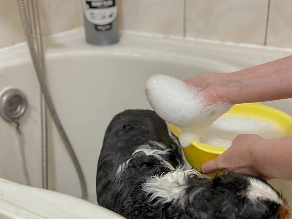 宠物洗毛新选择｜南法香颂 速洁橄榄油黑肥皂｜天然万用清洁剂 