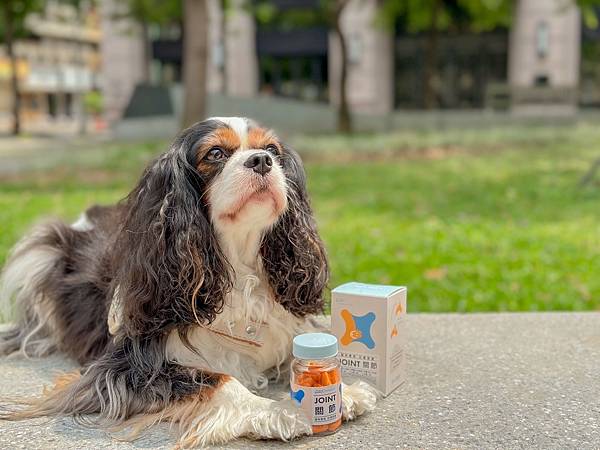 犬貓寵物關節保健︱Petronew沛茁力︱一顆小橘力健康存骨