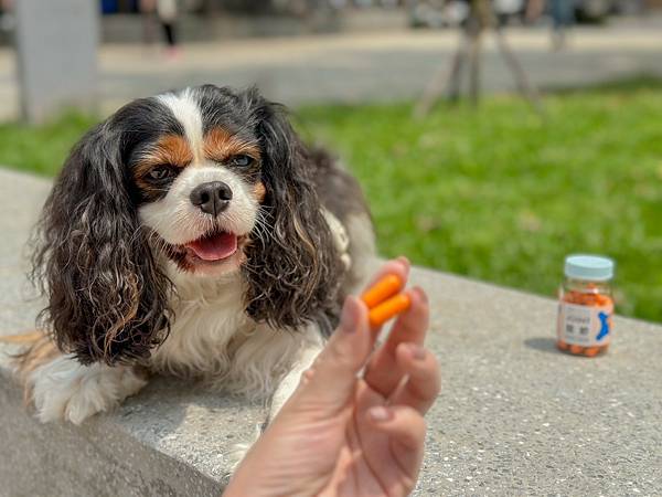 犬猫宠物关节保健︱Petronew沛茁力︱一颗小橘力健康存骨