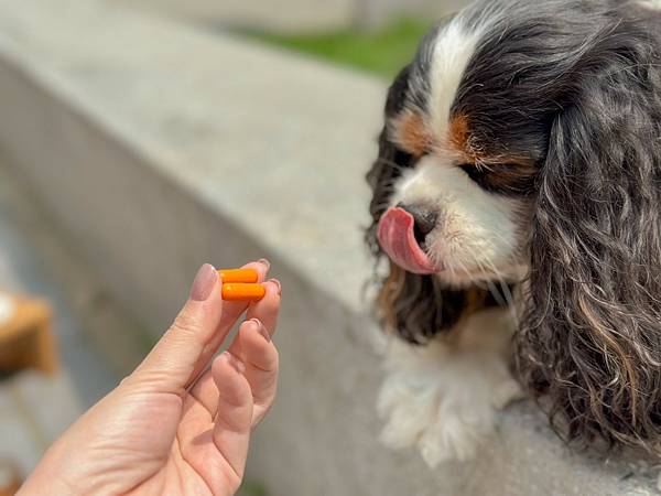 犬貓寵物關節保健︱Petronew沛茁力︱一顆小橘力健康存骨