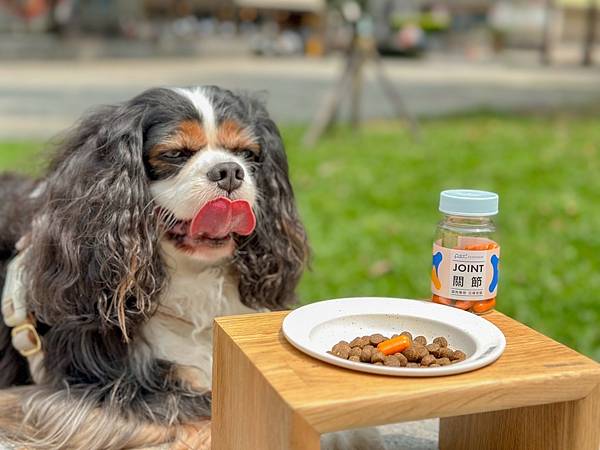 犬貓寵物關節保健︱Petronew沛茁力︱一顆小橘力健康存骨