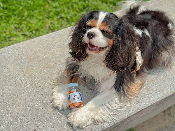 犬貓寵物關節保健︱Petronew沛茁力︱一顆小橘力健康存骨