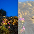 (7) 安塔麗雅崖壁上的花