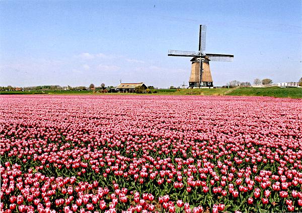 From Holland P.jpg